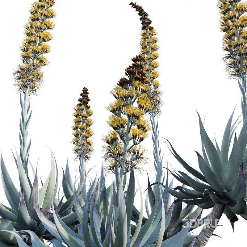 Agave Blue Flame Image 3