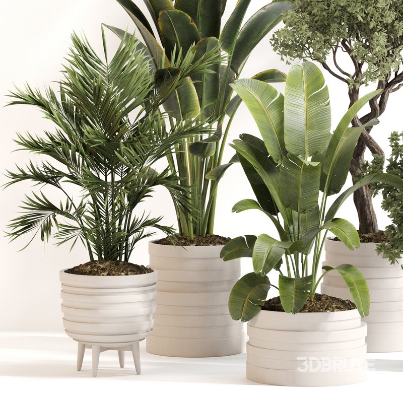 Indoor Plant Set 0142 Image 3