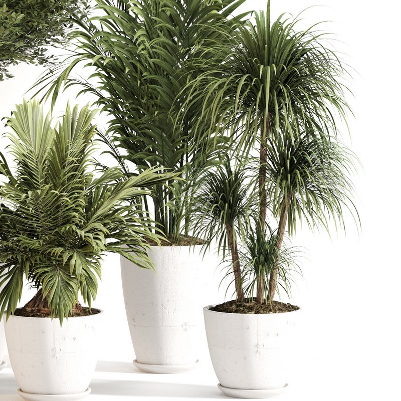 Indoor Plant Set 0144 Image 2