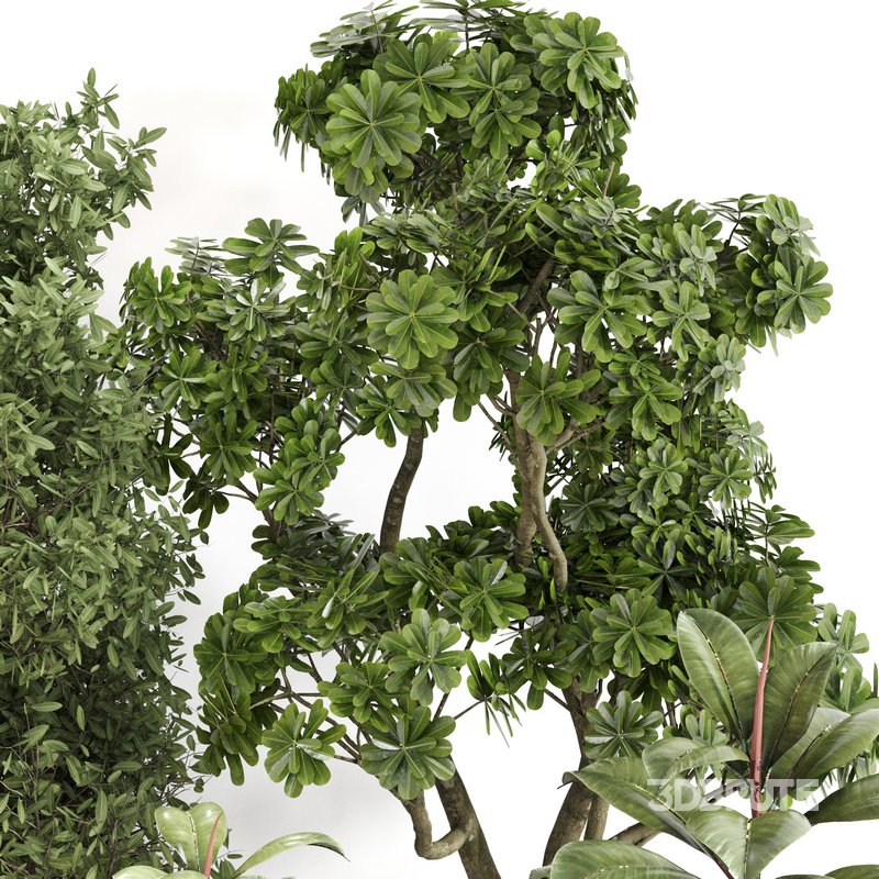 Indoor Plant Set 0141 Image 2