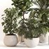 Indoor Plant Set 0145 - Thumbnail 2