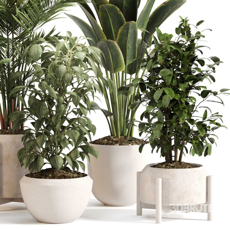 Indoor Plant Set 0147 Image 2