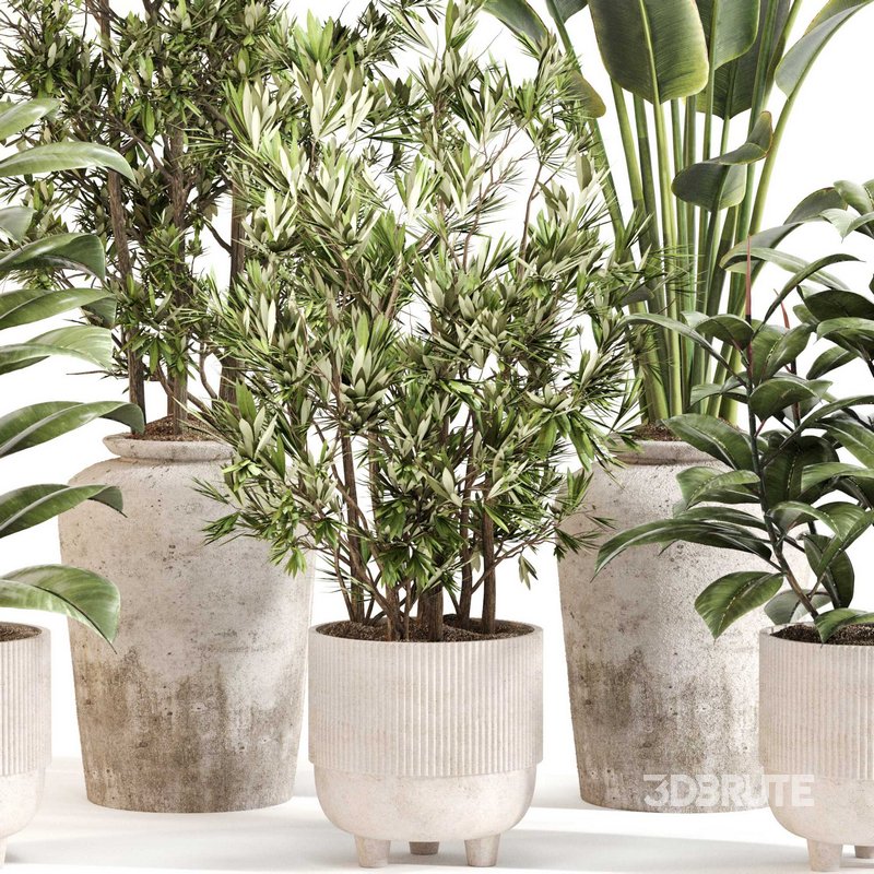 Indoor Plant Set 0110 Image 3