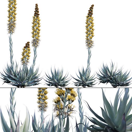 Agave Blue Flame