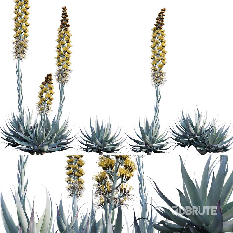 Agave Blue Flame Image 1