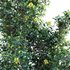 Lemonwood Tree – Pittosporum eugenioides - Thumbnail 4