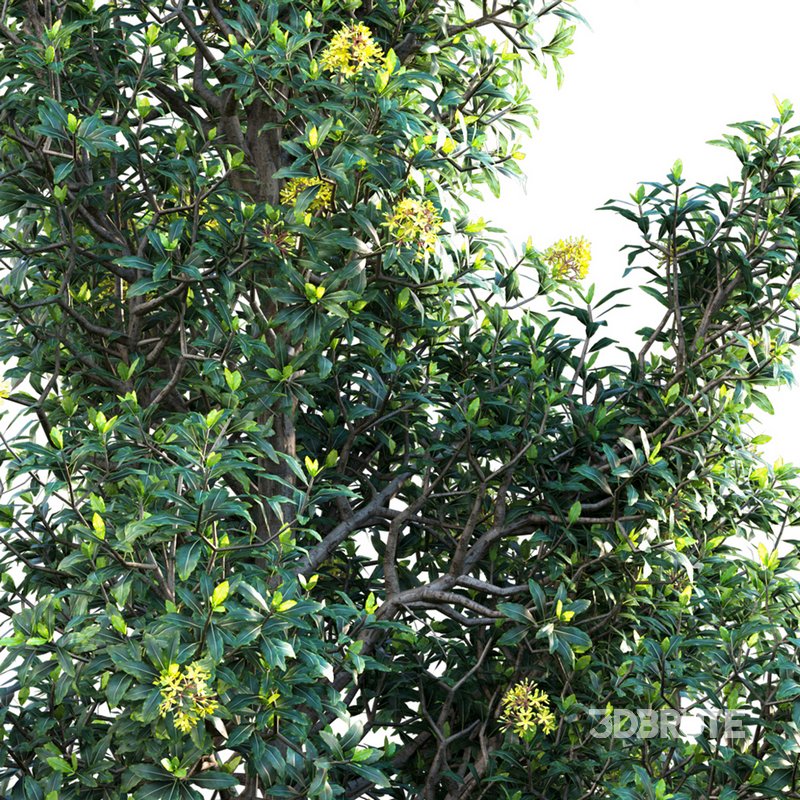 Lemonwood Tree – Pittosporum eugenioides Image 4
