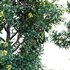Lemonwood Tree – Pittosporum eugenioides - Thumbnail 3