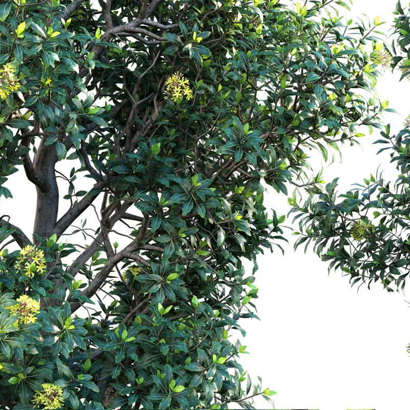 Lemonwood Tree – Pittosporum eugenioides Image 3