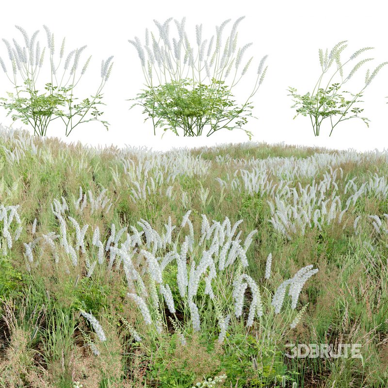 Actaea matsumurae – White Pearl Image 1