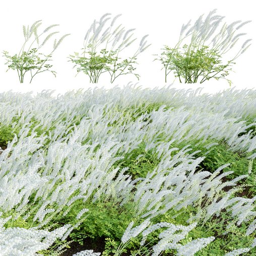 Actaea matsumurae – White Pearl