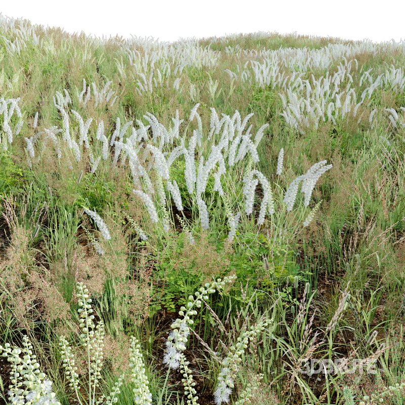 Actaea matsumurae – White Pearl Image 3