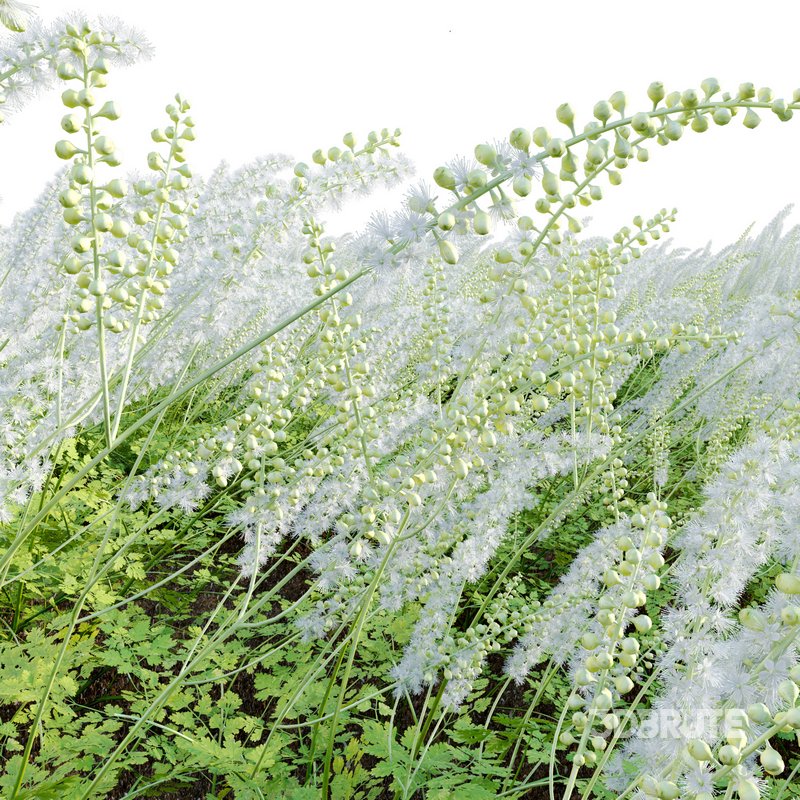 Actaea matsumurae – White Pearl Image 4