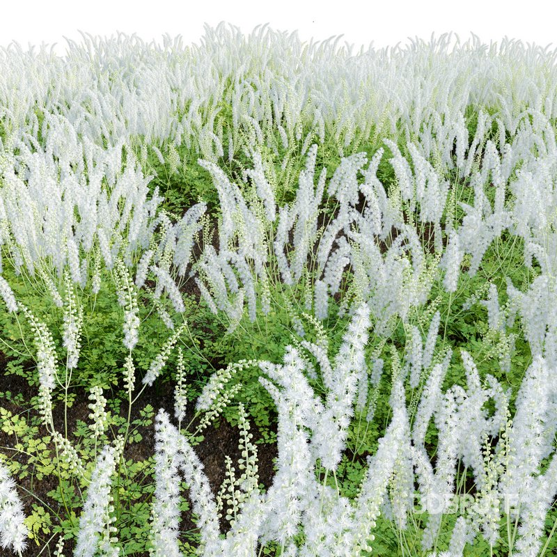 Actaea matsumurae – White Pearl Image 5