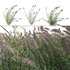 Arundo donax – Giant Reed – Spanish Reed 01 - Thumbnail 1