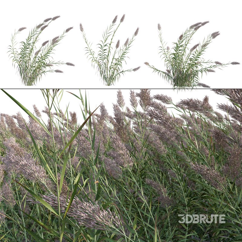 Arundo donax – Giant Reed – Spanish Reed 01 Image 1