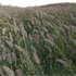 Arundo donax – Giant Reed – Spanish Reed 01 - Thumbnail 2