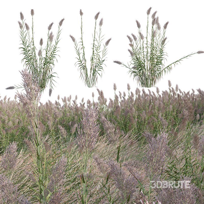 Arundo donax – Giant Reed – Spanish Reed 02 Image 1