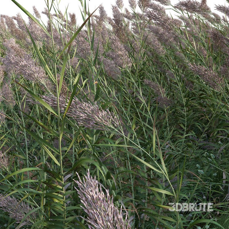 Arundo donax – Giant Reed – Spanish Reed 02 Image 3
