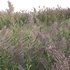 Arundo donax – Giant Reed – Spanish Reed 02 - Thumbnail 4