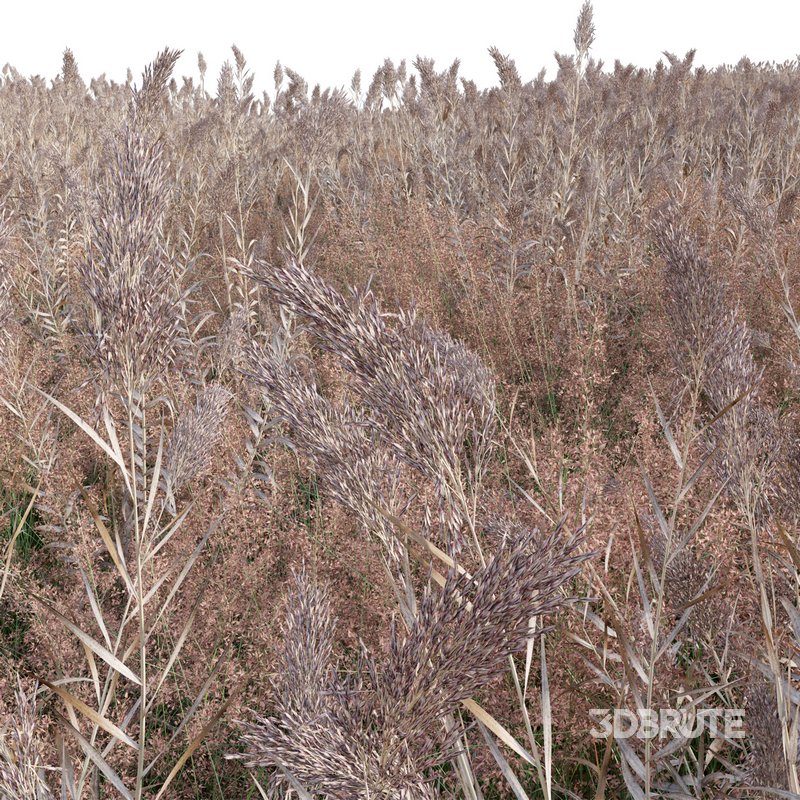 Arundo donax – Giant Reed – Spanish Reed 03 Image 2