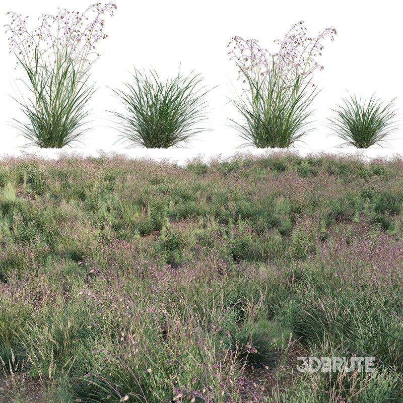 Briza media – Quaking Grass 02 Image 1