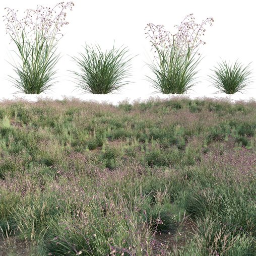 Briza media – Quaking Grass 02