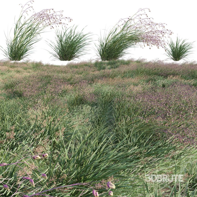 Briza media – Quaking Grass 02 Image 1