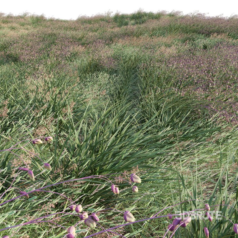 Briza media – Quaking Grass 02 Image 2