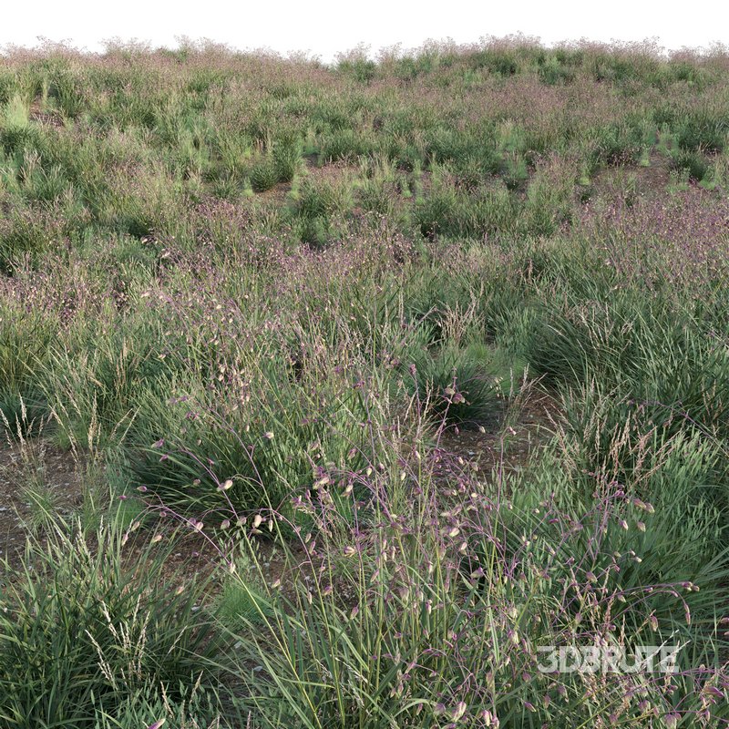 Briza media – Quaking Grass 01 Image 3