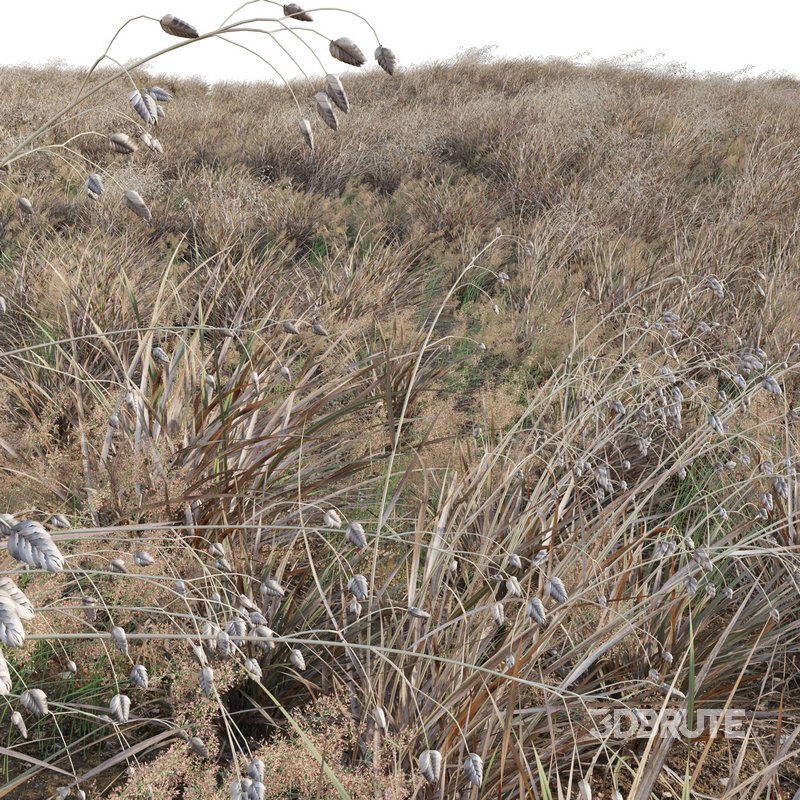 Briza media – Quaking Grass 04 Image 2