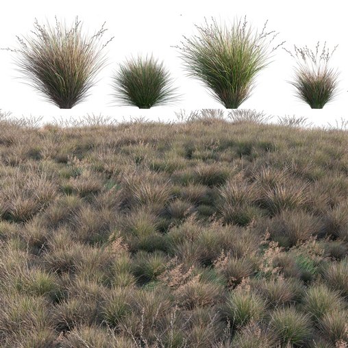 Chionochloa rubra – Red Tussock Grass