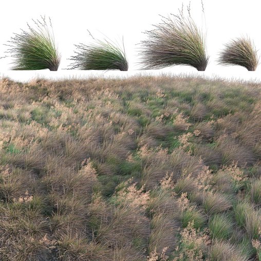 Chionochloa rubra – Red Tussock Grass 02