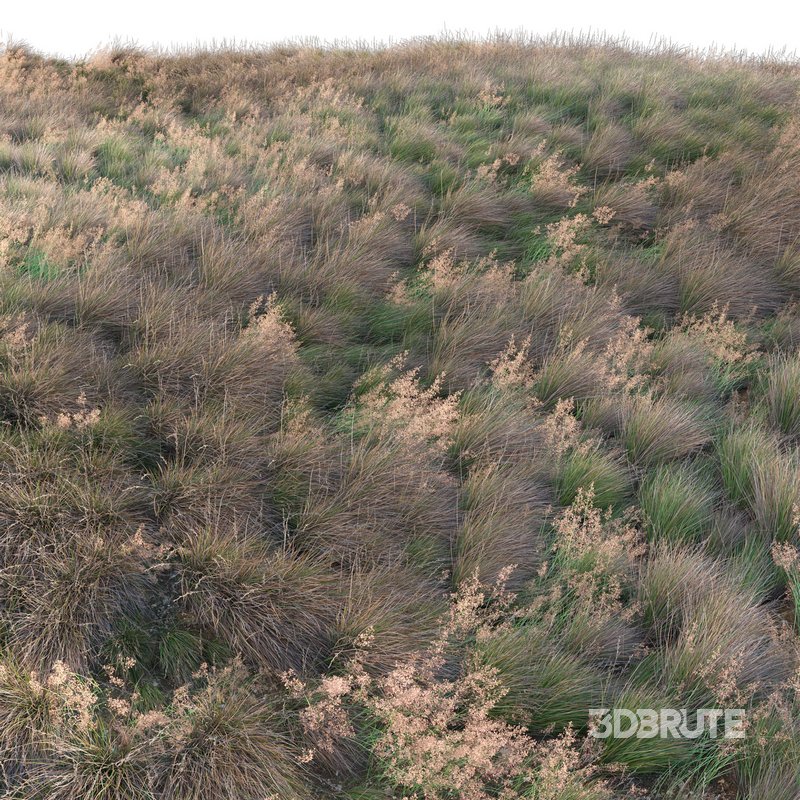 Chionochloa rubra – Red Tussock Grass 02 Image 2