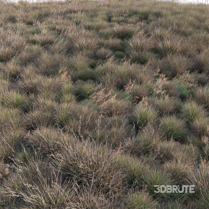 Chionochloa rubra – Red Tussock Grass 02 Image 3