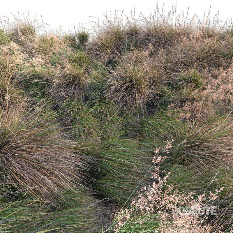 Chionochloa rubra – Red Tussock Grass Image 4
