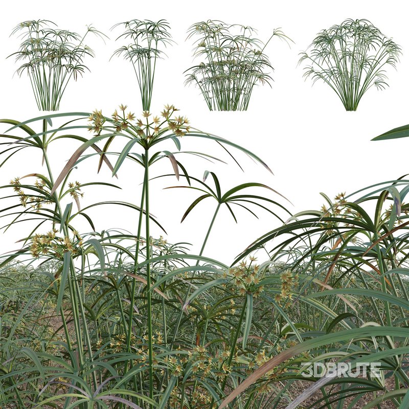 Cyperus involucratus – Umbrella Plant Image 1