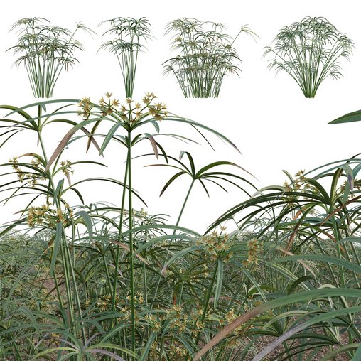 Cyperus involucratus – Umbrella Plant