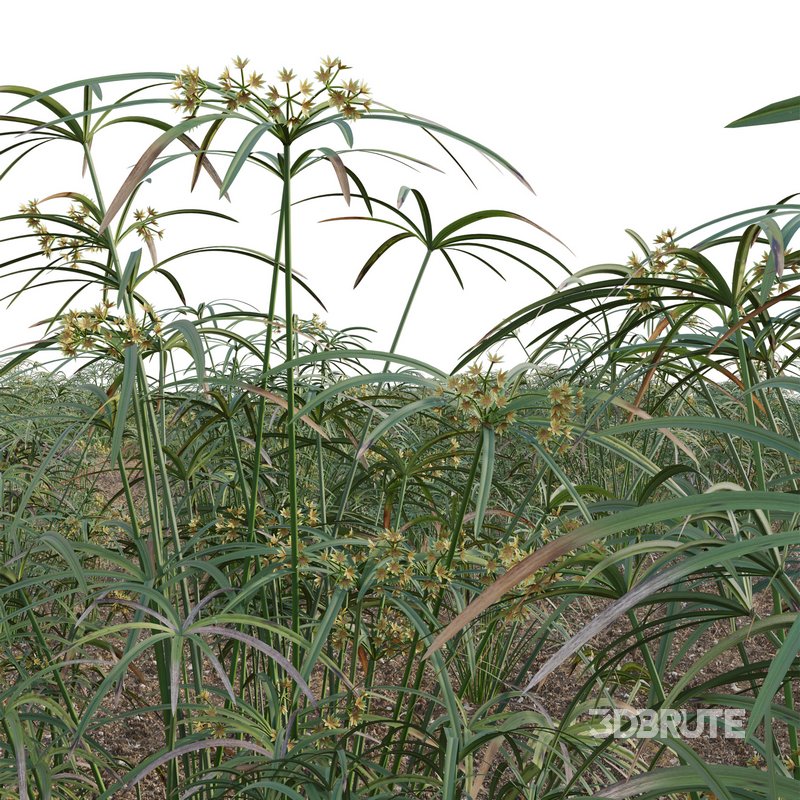 Cyperus involucratus – Umbrella Plant Image 2