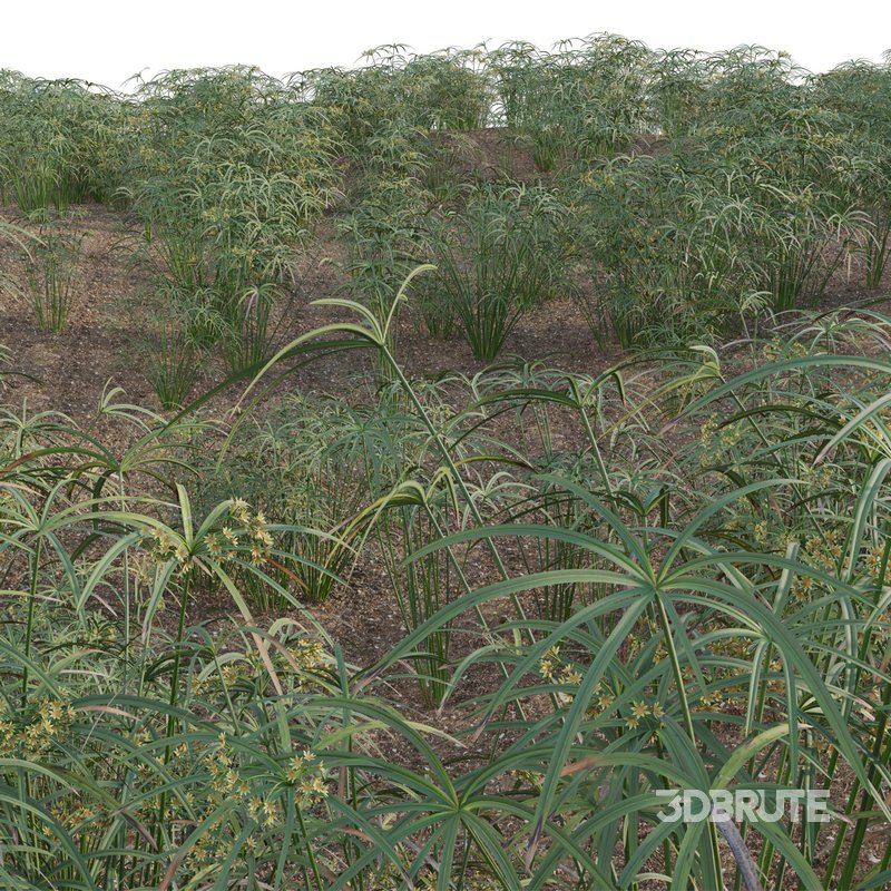 Cyperus involucratus – Umbrella Plant Image 3