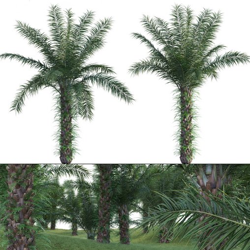 Elaeis guineensis – African oil palm 03