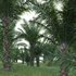 Elaeis guineensis – African oil palm 03 - Thumbnail 2