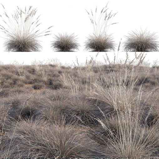 Helictotrichon sempervirens – Blue Oat Grass 02