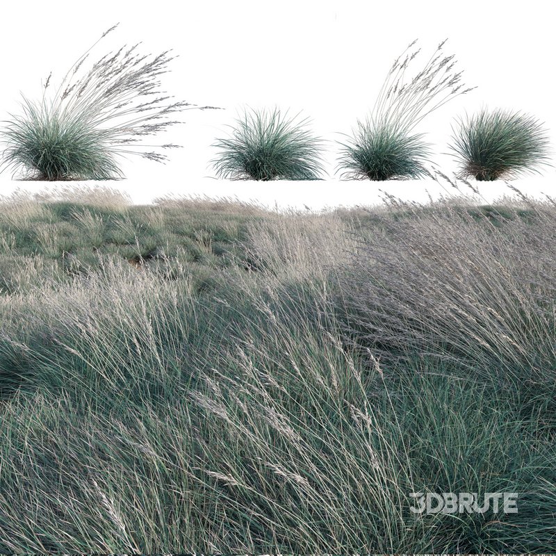 Helictotrichon sempervirens – Blue Oat Grass 03 Image 1