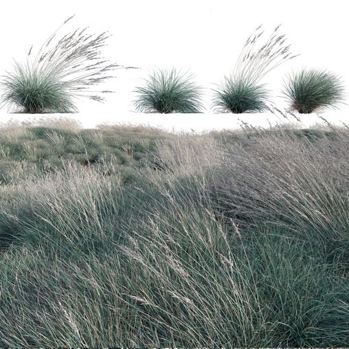 Helictotrichon sempervirens – Blue Oat Grass 03