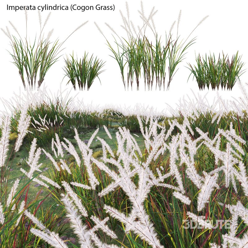 Imperata cylindrica – Cogon Grass Image 1