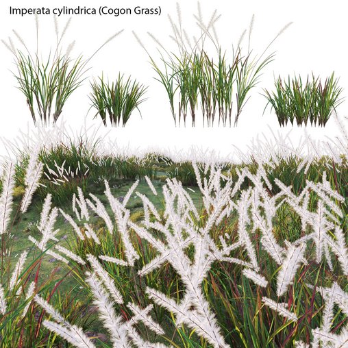 Imperata cylindrica – Cogon Grass