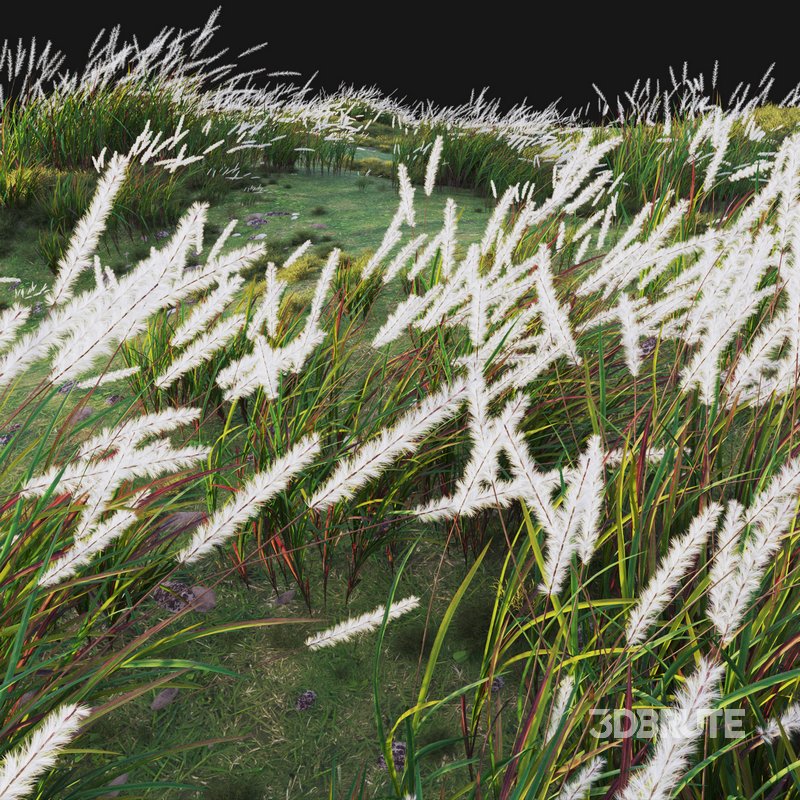 Imperata cylindrica – Cogon Grass Image 4