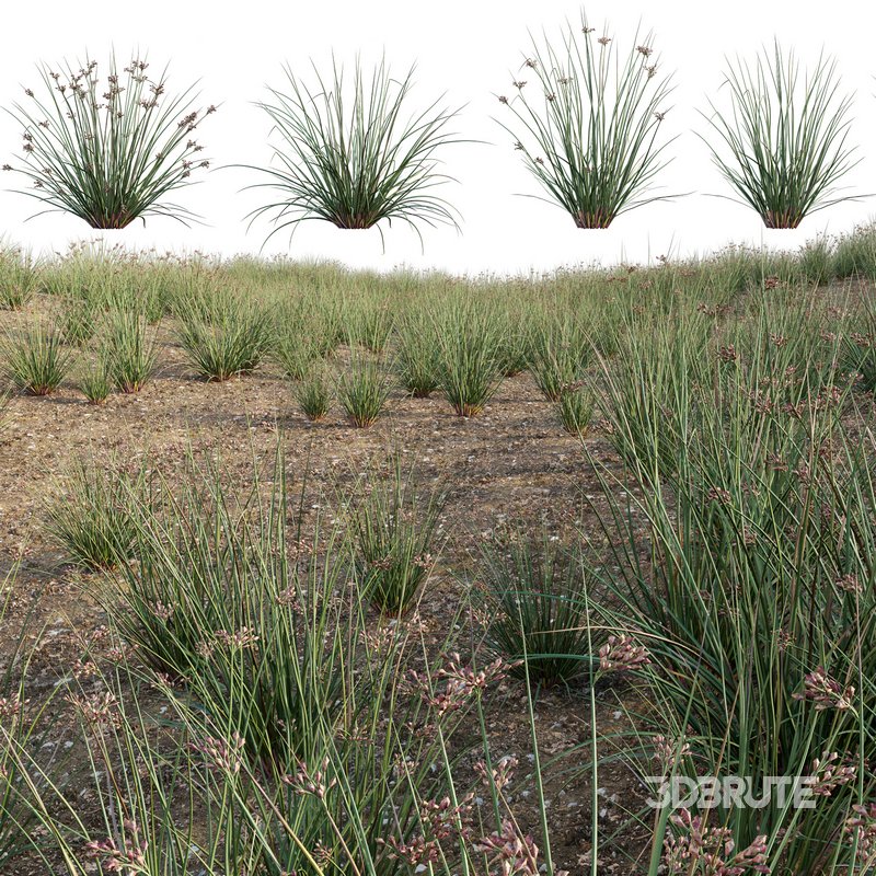 Juncus effusus – Common Rush Image 1
