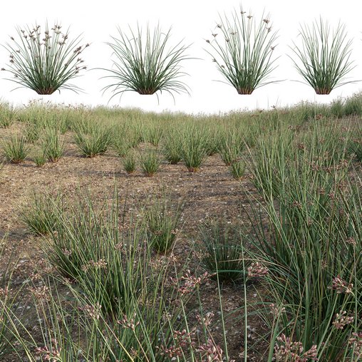 Juncus effusus – Common Rush